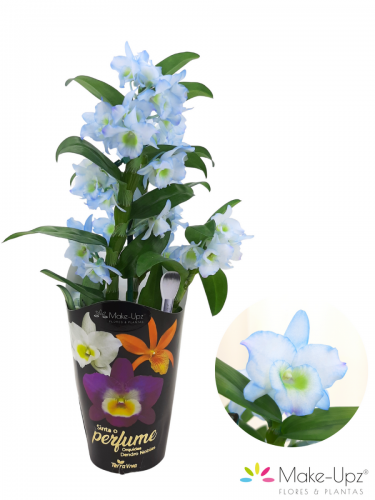 Dendrobium Azul