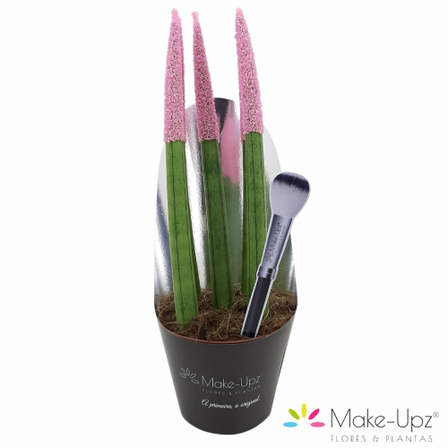 SANSEVIERIA SANDZ 4