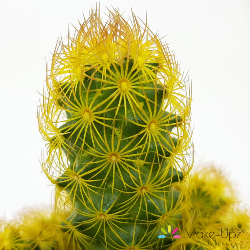 cactus 5